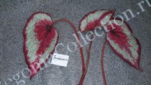 Begonia Tambourin-1