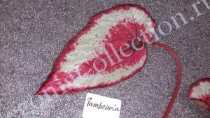 Begonia Tambourin