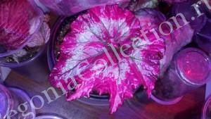 Begonia Tie Dye