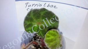 Begonia Turrialbae
