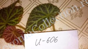 Begonia U606-3