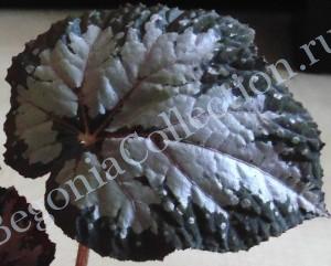 Begonia Winter Twilight