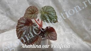 Begonia Xanthina Hook var Pictifolia