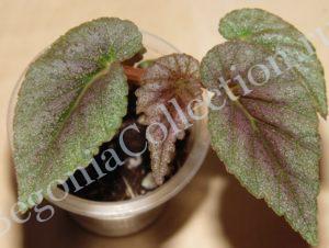 begonia-bartonea-5