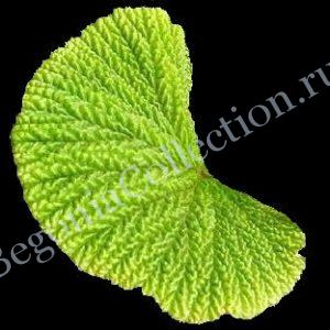 begonia-crispula-4