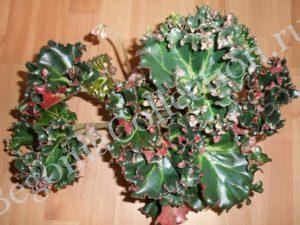 begonia-erythrophylla-bunchii_1