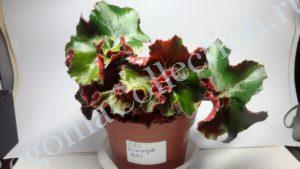begonia-erythrophylla-helix-2
