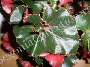 begonia-erythrophylla-helix-4