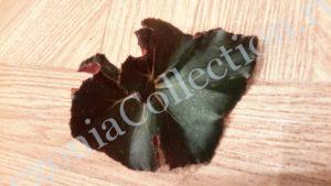 begonia-erythrophylla-helix-6