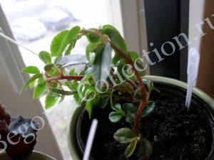 Begonia foliosa (бегония облиственная)