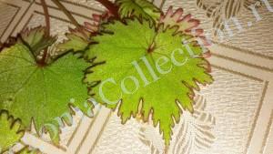 Begonia lyallii f_masaolensis-3