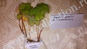 Begonia lyallii f_masaolensis