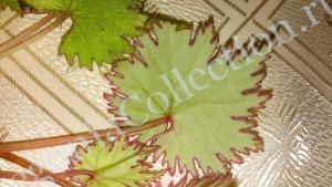 Begonia lyallii f_masaolensis-4