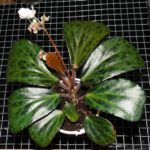 Begonia Blanchii Motted