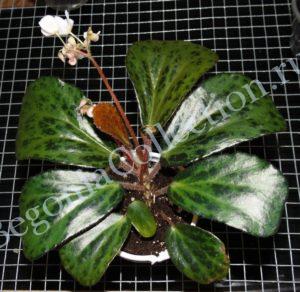Begonia Blanchii Motted