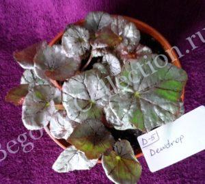 Begonia Dewdrop-4