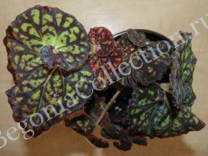 begonia-froggy-2
