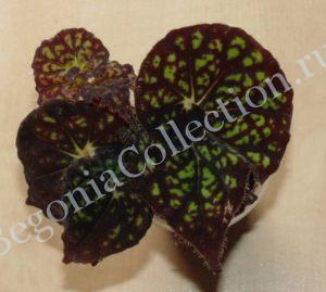 begonia-froggy