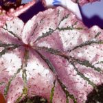 Begonia Arthur Mallet