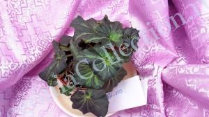 Begonia Black Fanky