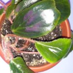 Begonia Blanchii-2