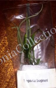 Begonia Bognerii