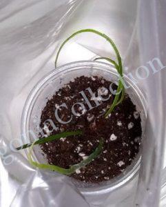 begonia-bognerii-3