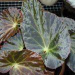 begonia-burkilii-red-1