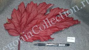 Begonia CanCan_20151110_120151110_3
