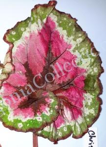 Begonia Cristmas Curl-20151127_233845