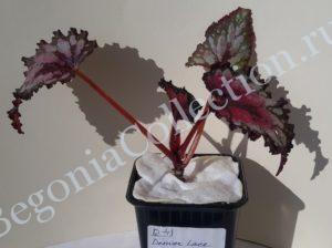 Begonia Denver Lace-1