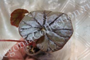begonia-dewdrop-1
