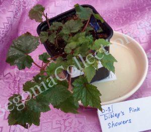 Begonia Dibley's Pink Showers-3