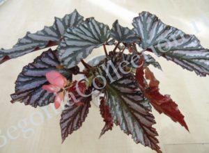 begonia-down-home