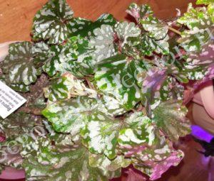 begonia-dregei-shepherdii-5