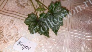 begonia-dregii-var-glasgow-1