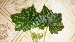 begonia-dregii-var-glasgow
