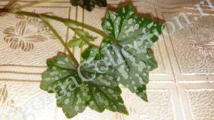 begonia-dregii-var-glasgow-3