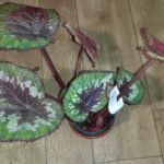 begonia-emerald-giant-or-victoria