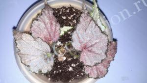 begonia-eureka-bonanza
