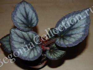 begonia-flamengo-soul-5