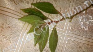 begonia-foliosa-miniata-2