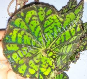 Begonia Froggy