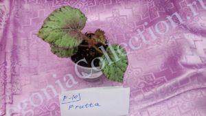 begonia-frutta-2