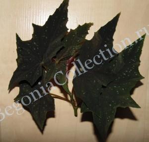 Begonia Lubbergei
