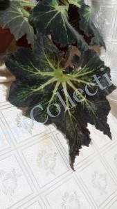 Begonia Palomar Prince-4