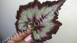 Begonia Raspberry Breeze-2