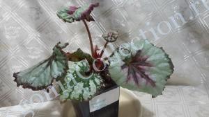 Begonia Raspberry Breeze-4