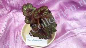 Begonia Tim Anderson