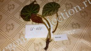 Begonia U606